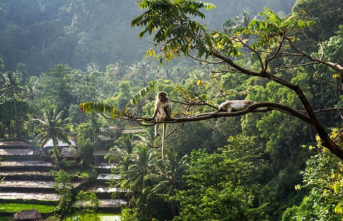 7-Ubud-Bali-giardino-pensile-migliori-vacanze-per-famiglie-migliori-destinazioni-per-vacanze-in-famiglia