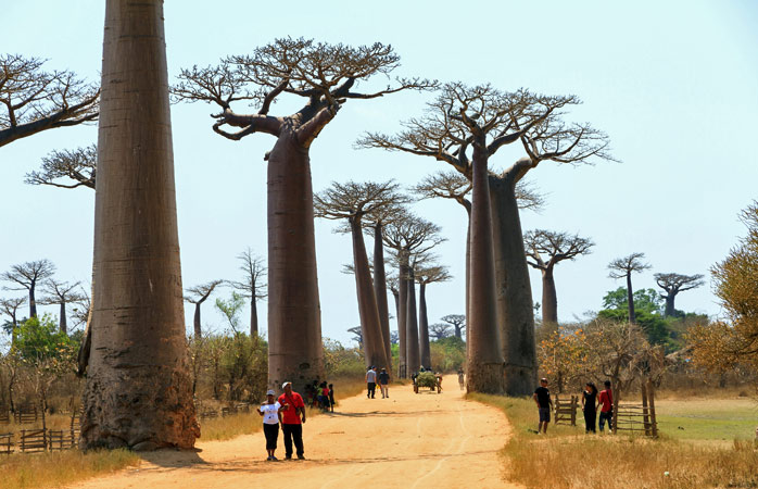 Abbracciate un baobab sulla Via dei Baobab a Morondava Abbracciate un baobab sulla Via dei Baobab a Morondava