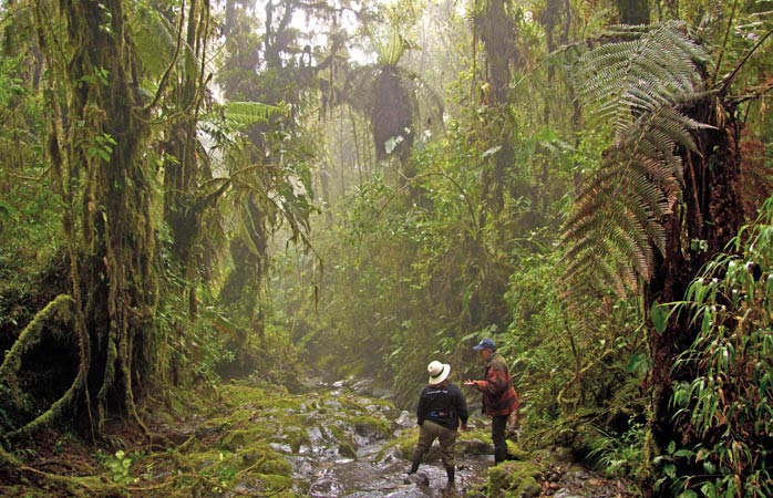 Esplorate la mistica Bomboli Cloud Forest accompagnati dagli aneddoti di Oswaldo Esplorate la mistica Bomboli Cloud Forest accompagnati dagli aneddoti di Oswaldo