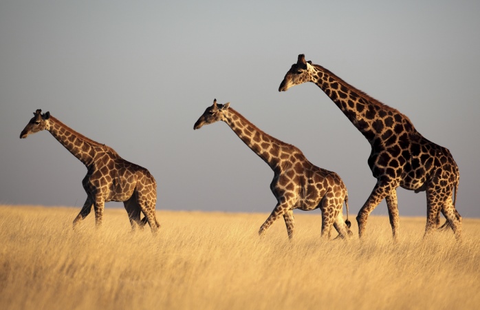 ou partir en septembre - Namibie