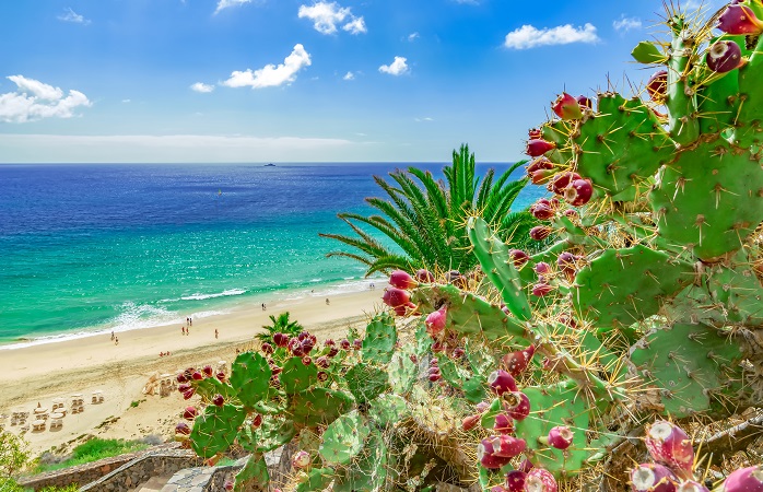 Mare, magnifiche spiagge e temperature sempre miti a Fuerteventura