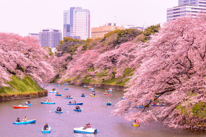 Aprile è il mese perfetto per ammirare la fioritura dei ciliegi a Tokyo, non vorreste già essere lì? © Yoshikazu Takada 